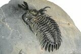 Triple Spiny Walliserops Trilobite Specimen - Timrzit, Morocco #354605-6